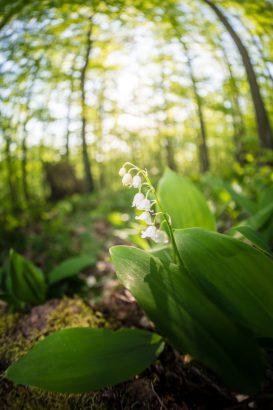 Muguet foret