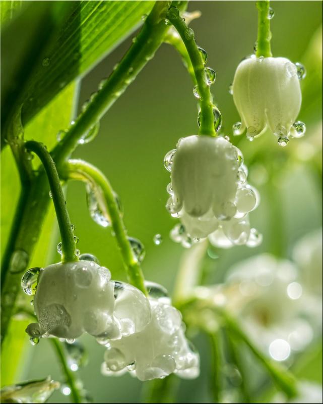 Rosee muguet